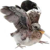 Smoko