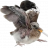 Smoko